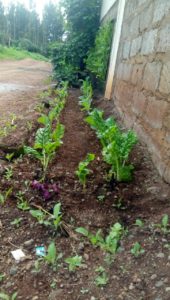 RDI GrowStream installed in Kenya