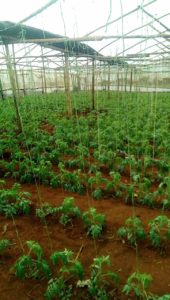 RDI GrowStream installed in Kenya
