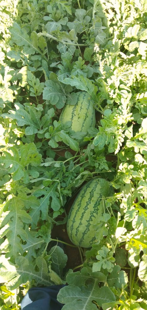 RDI watermelons in Kakuma