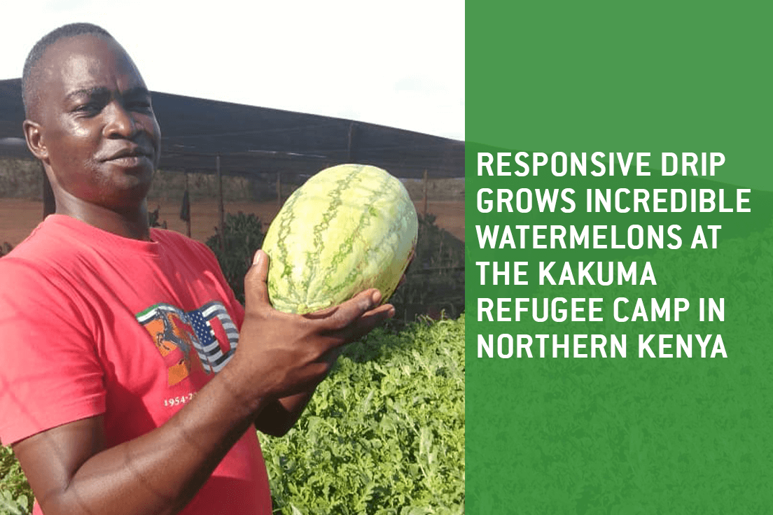 RDI grows watermelons at the Kakuma refugee camp in Kenya
