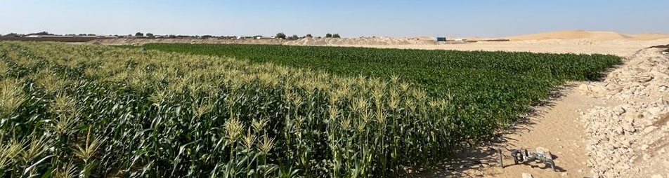 Agriculture Abu Dhabi Sweet Corn 3,2